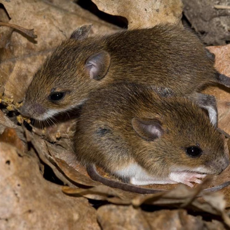 Уничтожения мышей в частном доме в Актобе?