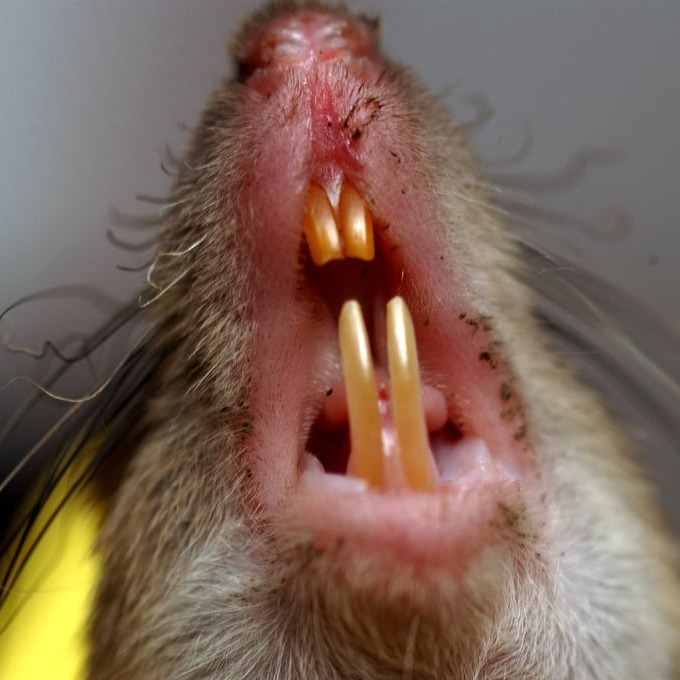 Дератизация крыс в Актобе?